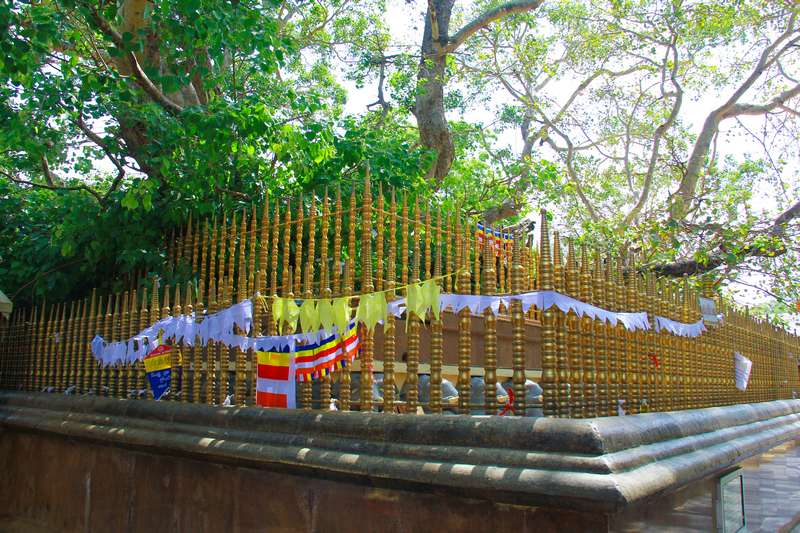 Annual Bodhi Pooja Draws Hundreds of Devotees